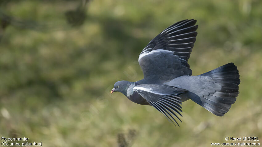 Common Wood Pigeon