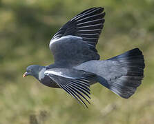 Common Wood Pigeon