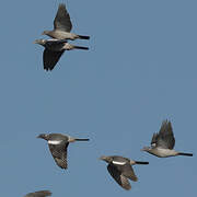 Common Wood Pigeon