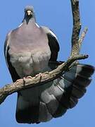 Common Wood Pigeon