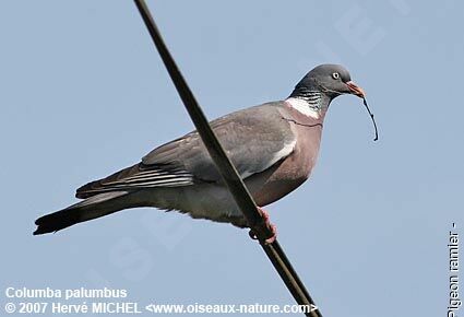 Common Wood Pigeonadult breeding