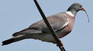 Common Wood Pigeon