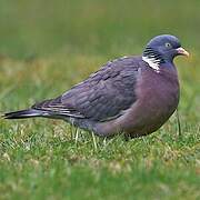 Common Wood Pigeon