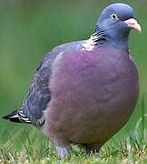 Common Wood Pigeon