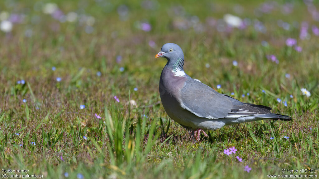 Pigeon ramier