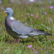 Common Wood Pigeon