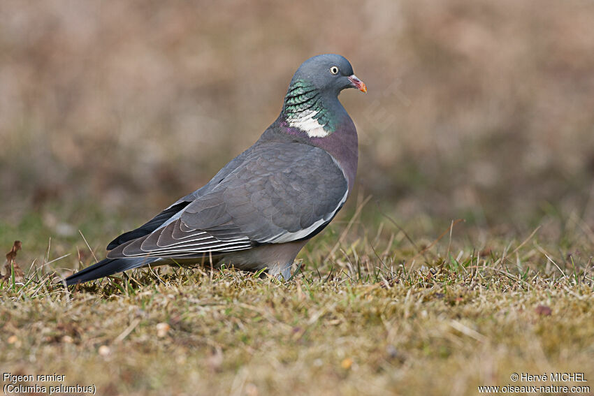 Common Wood Pigeon