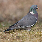 Common Wood Pigeon