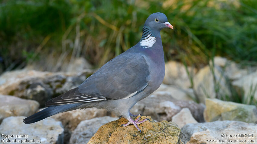 Common Wood Pigeonadult