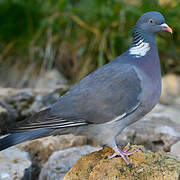 Common Wood Pigeon