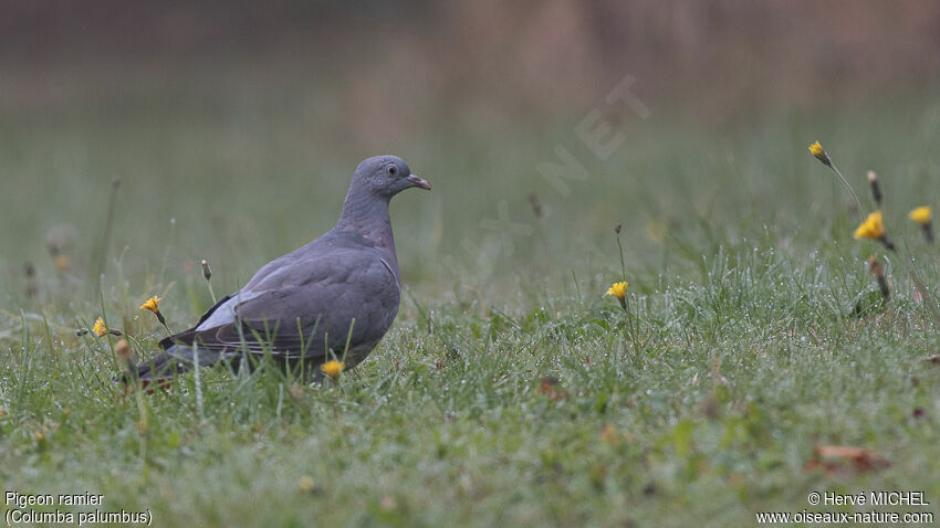 Pigeon ramierjuvénile