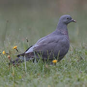 Common Wood Pigeon