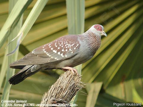 Pigeon roussard