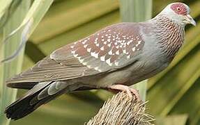 Speckled Pigeon