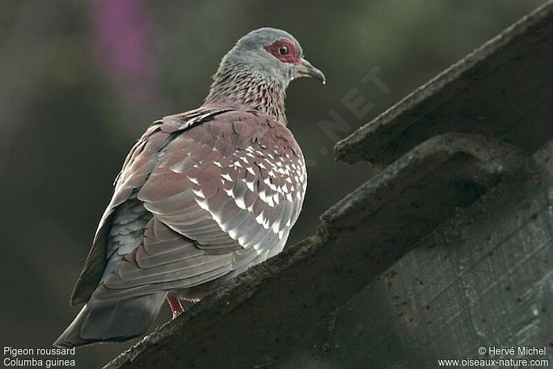 Pigeon roussardadulte