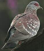 Pigeon roussard