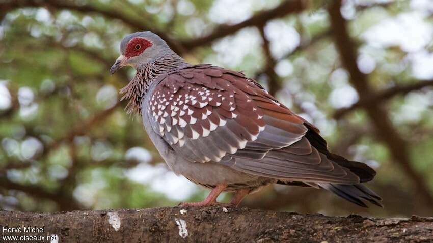 Pigeon roussard