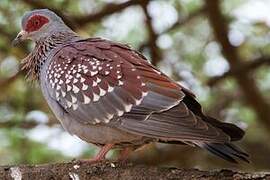 Speckled Pigeon