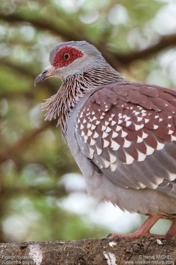 Pigeon roussard