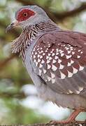 Speckled Pigeon