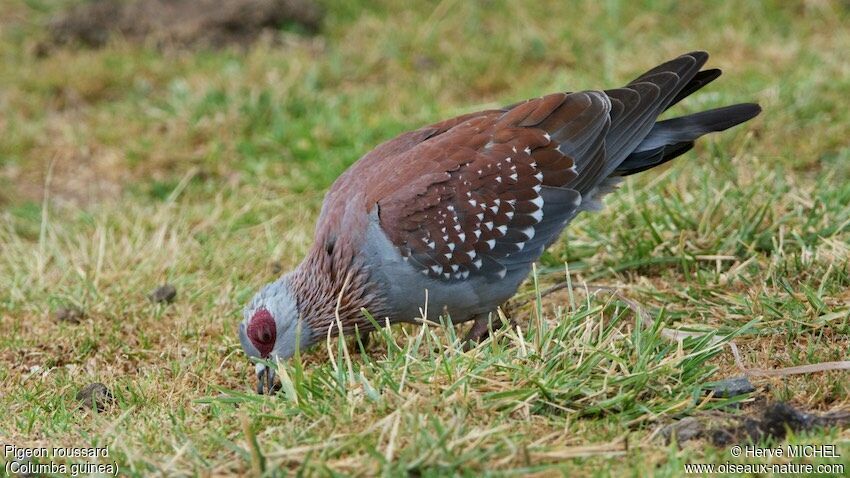 Pigeon roussard