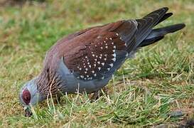 Speckled Pigeon