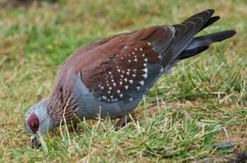 Pigeon roussard