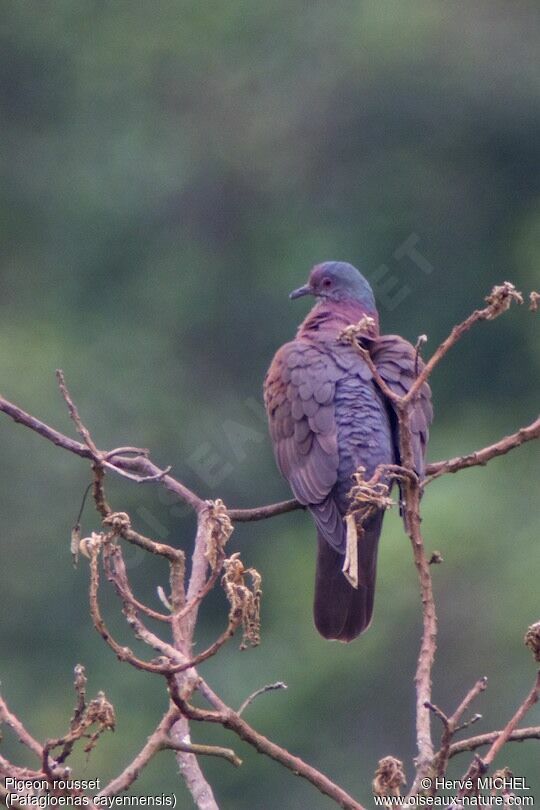 Pigeon rousset