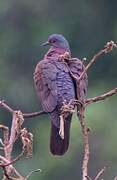 Pale-vented Pigeon