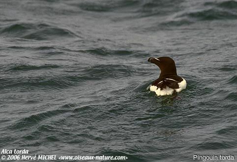 Razorbill