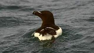 Razorbill