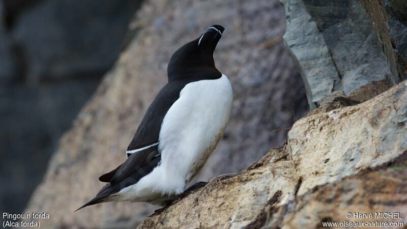 Pingouin tordaadulte nuptial