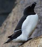 Razorbill