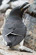 Razorbill