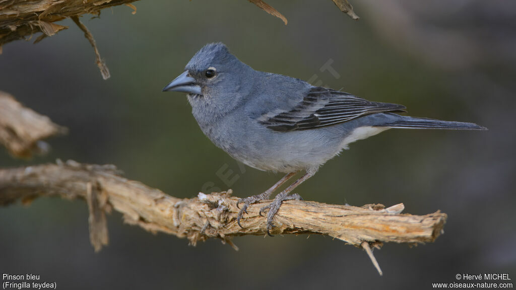 Pinson bleu mâle