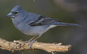 Tenerife Blue Chaffinch