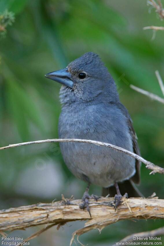 Tenerife Blue Chaffinch male