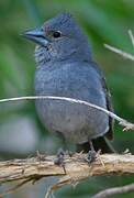 Tenerife Blue Chaffinch