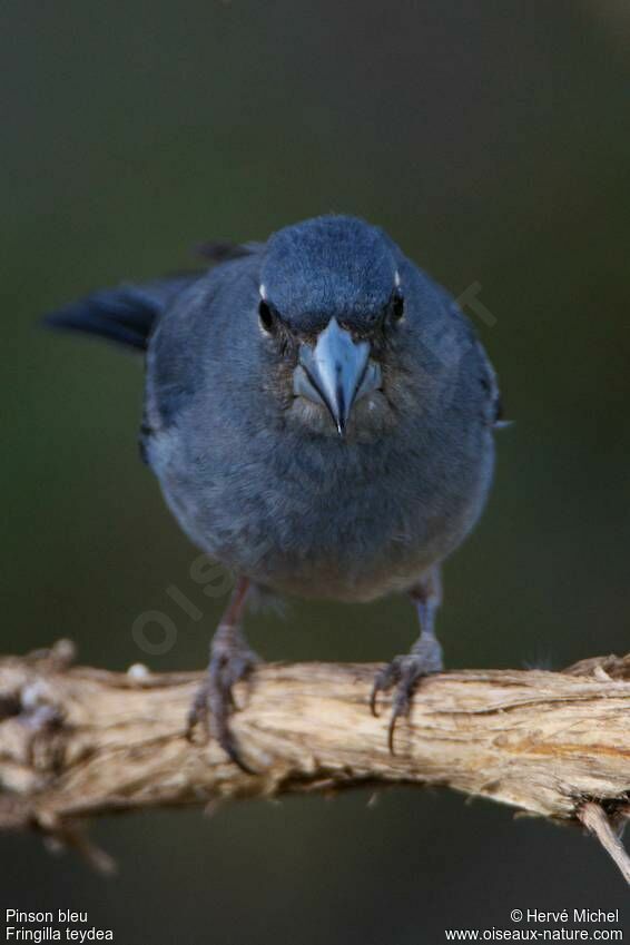 Pinson bleu mâle