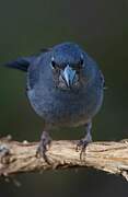 Tenerife Blue Chaffinch