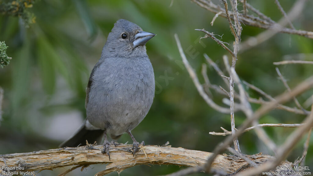 Tenerife Blue Chaffinch