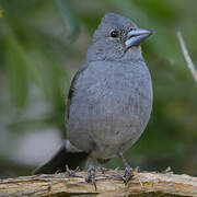 Tenerife Blue Chaffinch