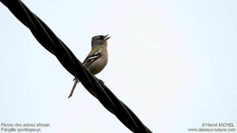 Common Chaffinch (spodiogenys) male adult breeding