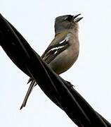 African Chaffinch