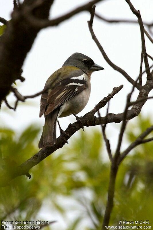 African Chaffinch male adult breeding