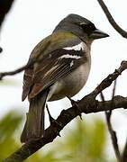 African Chaffinch