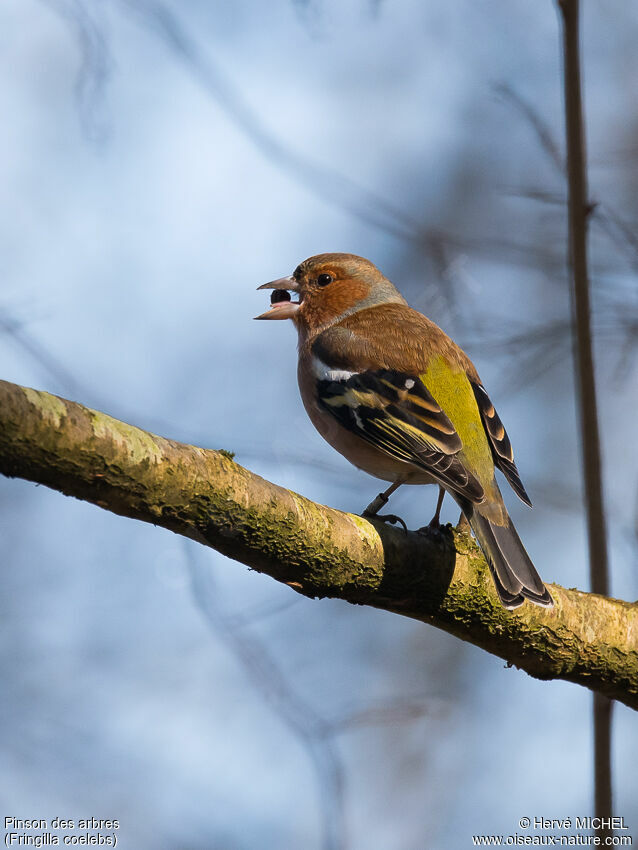 Eurasian Chaffinch male adult breeding