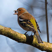 Eurasian Chaffinch