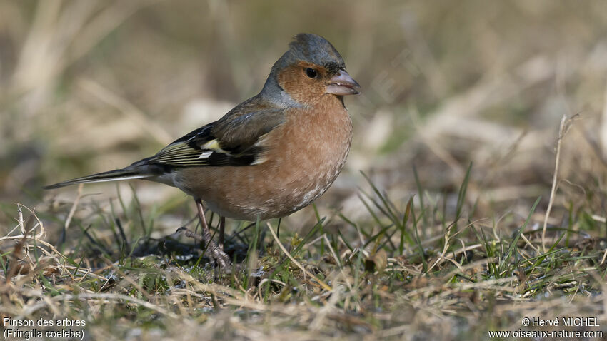 Common Chaffinch male adult