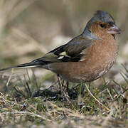 Eurasian Chaffinch